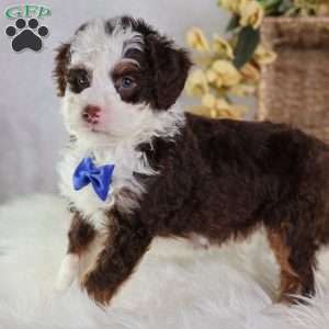 Figo, Mini Bernedoodle Puppy